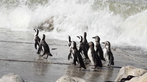 Penguin trying to get on the beach and is washed away by the surge Stock Footage 111860626