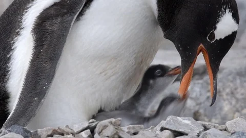 Penguin with two chicks in the nest Video stock 91460219