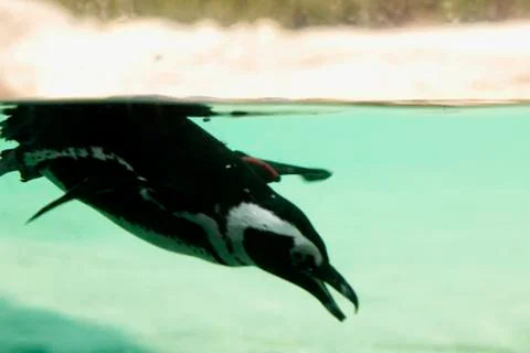 Penguin under the water Foto stock