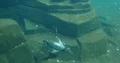 Penguin under water swimming very fast in rocky environment 4k or 4k+ Resolution