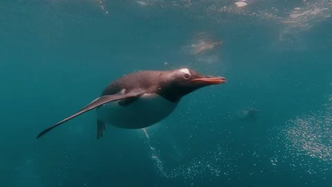 Penguin underwater Antarctica Stock Footage 218044581