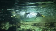 Penguin Underwater Stock Footage