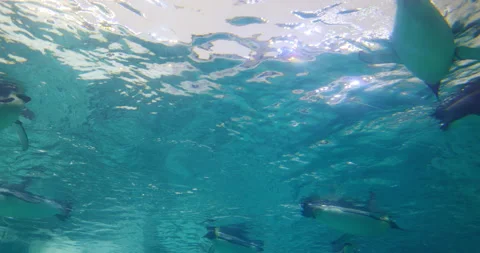 Penguin underwater Stock Footage 168793046