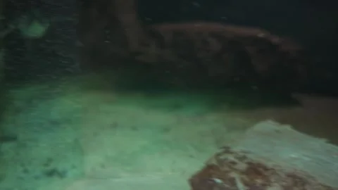 Penguin underwater at the zoo Stock Footage 287932848