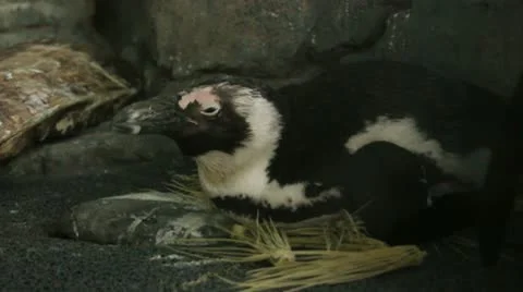 Penguin V2 - HD Video stock 10795045