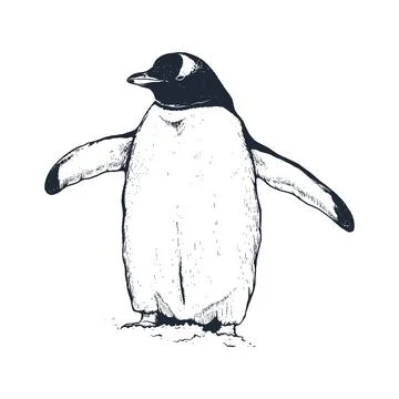 Penguin vector illustration. Stock Illustration