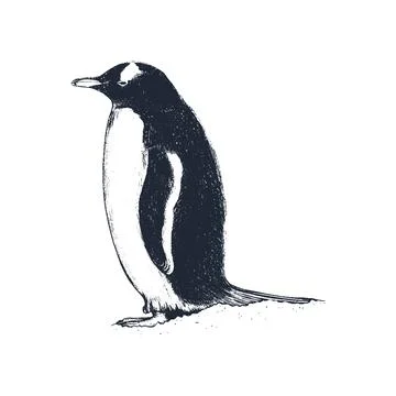Penguin vector illustration. Penguin Stock Illustration
