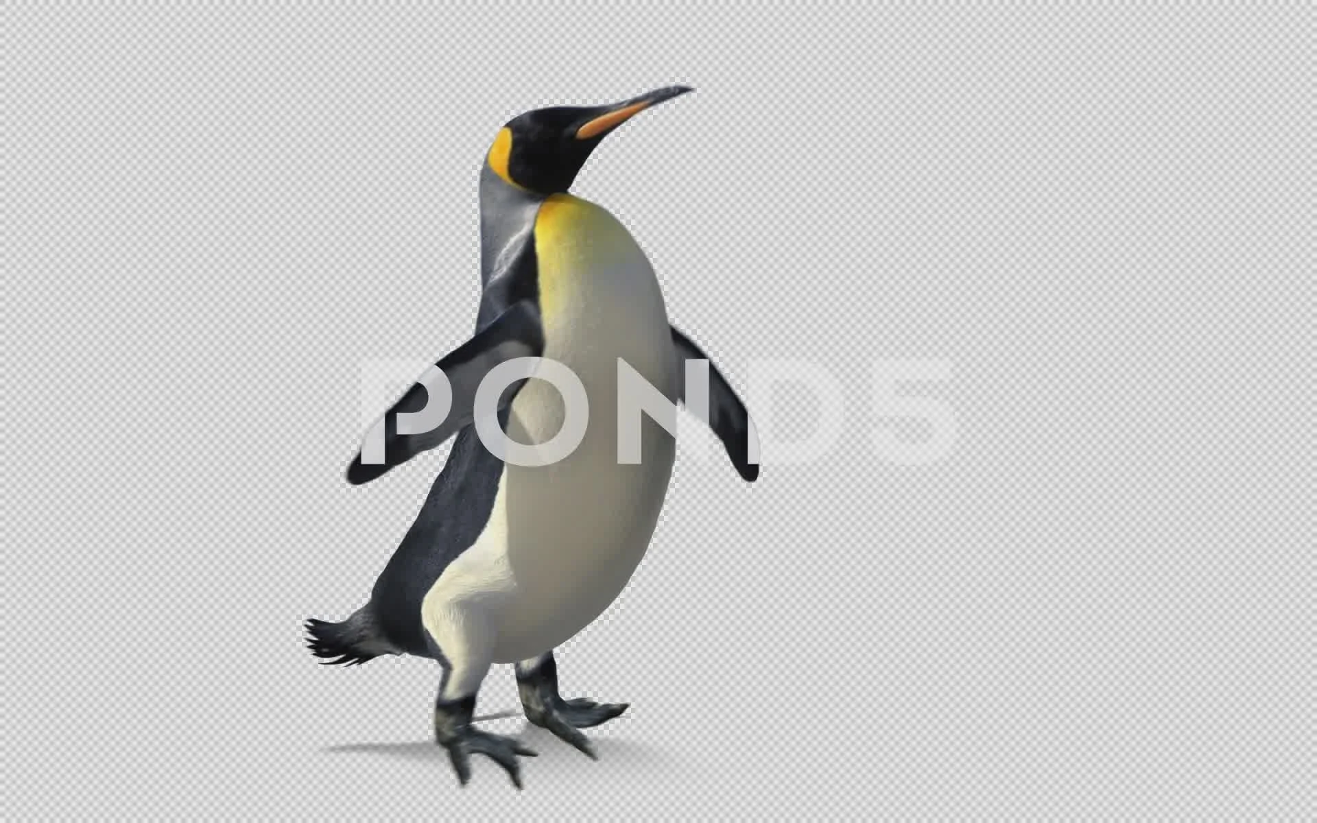 penguin walk cycle | Stock Video | Pond5