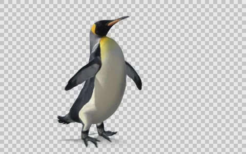 Penguin walk cycle Stock Footage 67314617