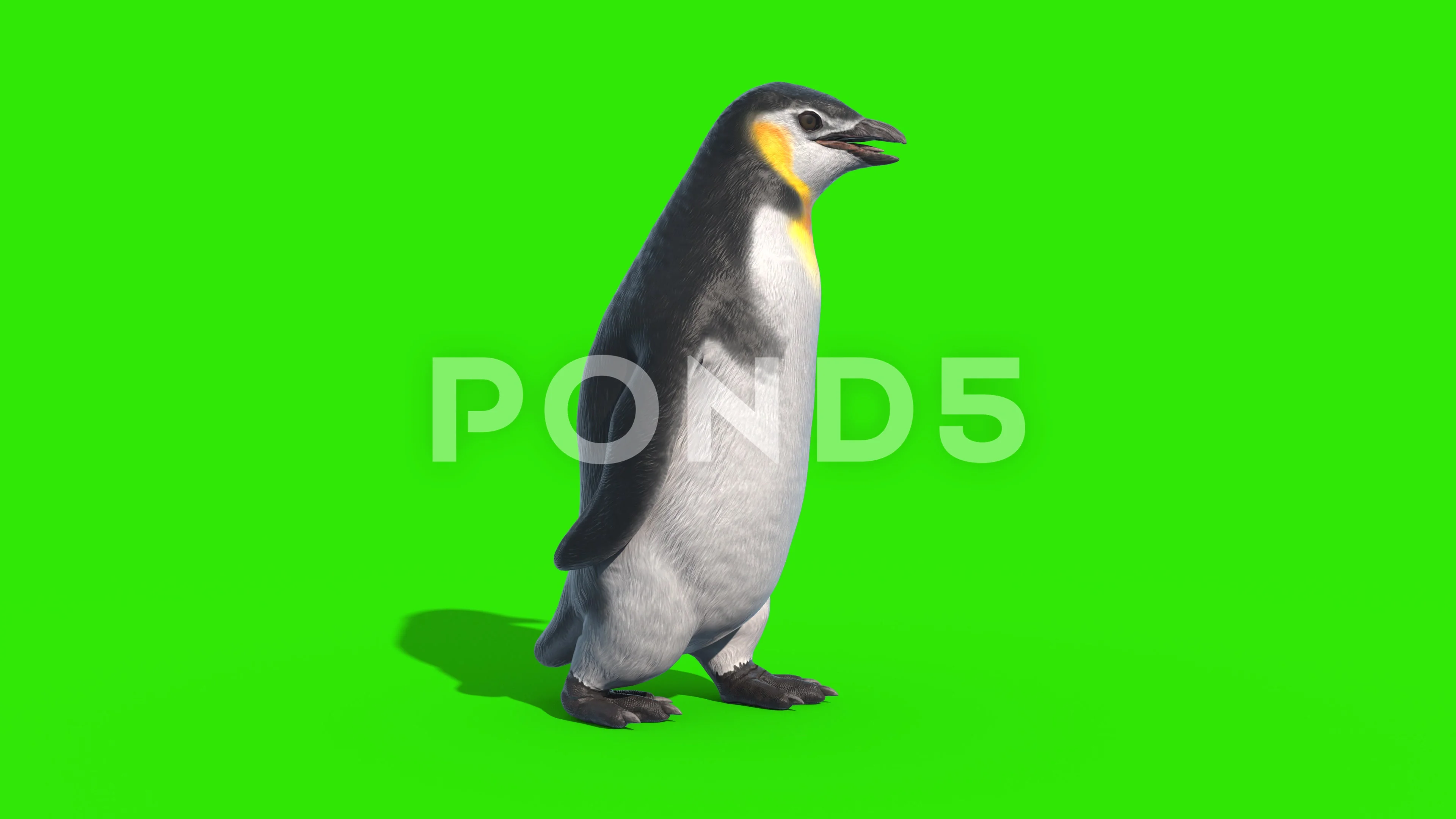 Penguin Walkcycle Green Screen Loop Side... | Stock Video | Pond5