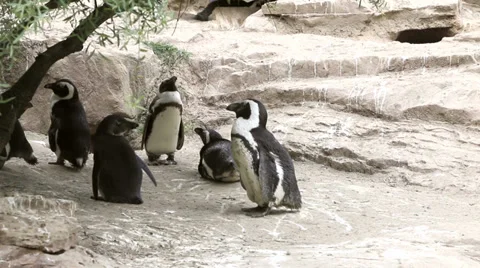Penguin walking and looking around Video stock 37770506