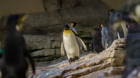 Penguin walking in the aquarium Stock-Footage 46515240