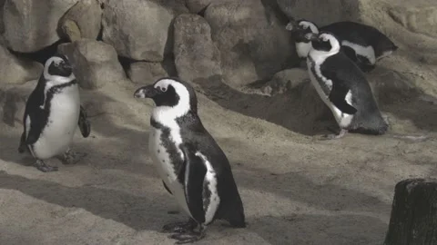 Penguin walking around Stock Footage 195247424