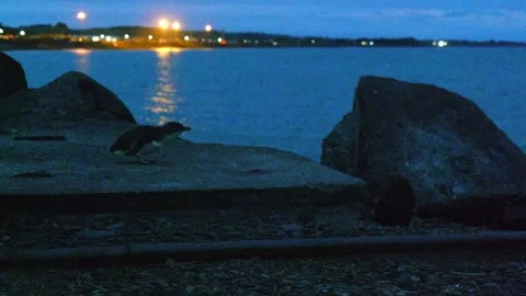 Penguin walking around at night 動画素材 260850403