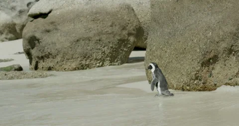 Penguin walking on the beach towards the sea in the coast of south africa Stock Footage