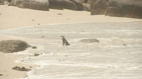 Penguin walking Vídeo Stock 57978772