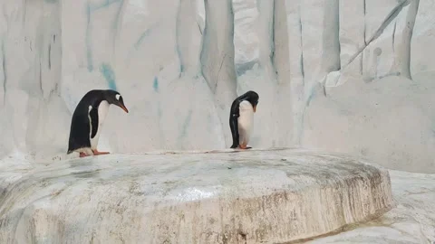 Penguin walking in a man-made environment, zoo, Hong Kong Ocean Park Stock Footage 227175172