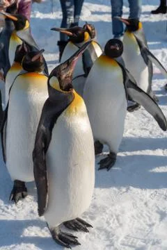 Penguin walking parade show on snow Stock Photos