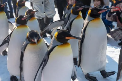 Penguin walking parade show on snow Stock Photos