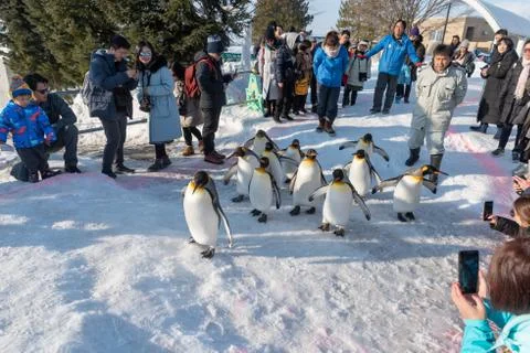 Penguin walking parade show on snow Stock Photos