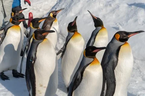 Penguin walking parade show on snow Stock Photos