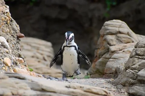 Penguin walking Stock Photos