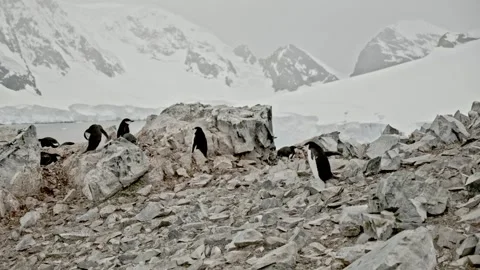 Penguin walking through colony, over, rocks in a nice bay in Antarctica Vídeo Stock 244899760