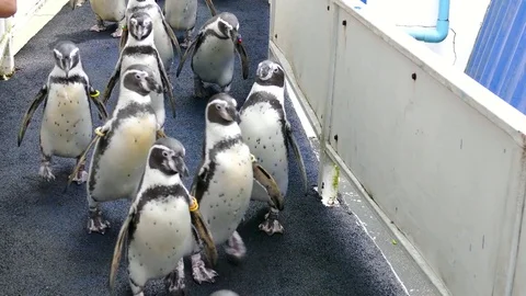 Penguin walking in the zoo. Stock Footage 84247364