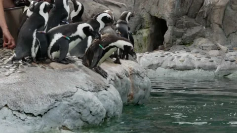 A Penguin Walks Around with His Flock and Dives in the Water 4K Stock-Footage 163355950