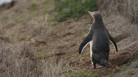 Penguin Walks Away 스톡 동영상 101265437