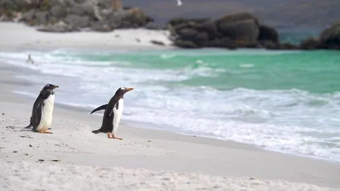 Penguin Walks Forward to Be Alone Slow Motion Cinematic Beach Landscape Stock Footage 277915131