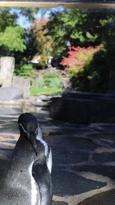 Penguin in warm climates vertical video Stock Footage 288008931