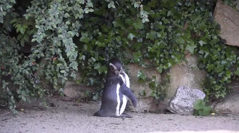 Penguin washing Stock Footage 50831658