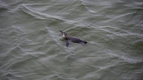 Penguin in water Stock Footage 88938631