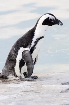 Penguin by water Stock Photos
