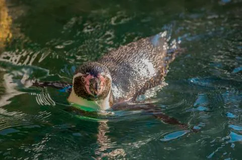 Penguin in the water Stock Photos