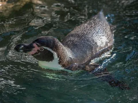 Penguin in the water Stock Photos