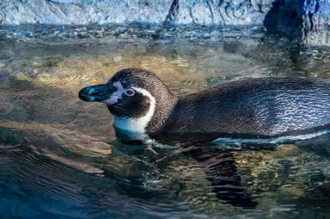 Penguin in the water Stock Photos