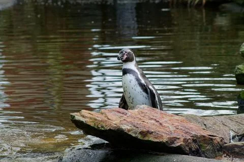 Penguin by the Water's Edge Stock Photos