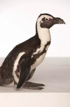  Penguin on White Background Stock Photos