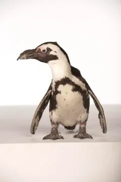  Penguin on White Background Stock Photos