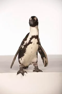 Penguin on White Background Stock Photos