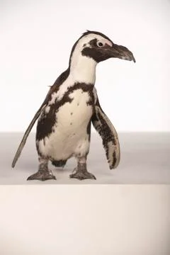 Penguin on White Background Stock Photos