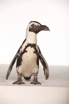 Penguin on White Background Stock Photos