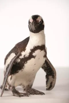 Penguin on White Background Stock Photos