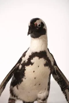 Penguin on White Background Stock Photos