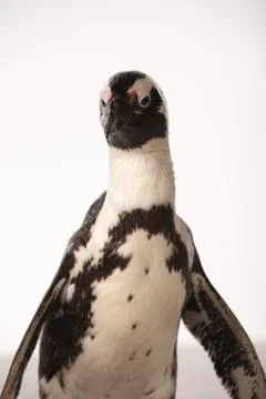  Penguin on White Background Stock Photos