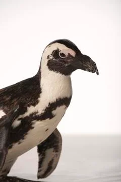 Penguin on White Background Stock Photos