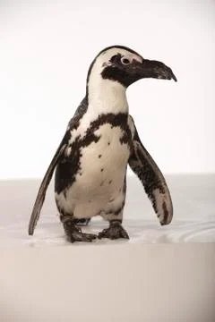 Penguin on White Background Stock Photos