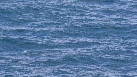 Penguin Wide View Slow Motion Jumping Out of Water Porpoising Beautiful Stock Footage 277913897